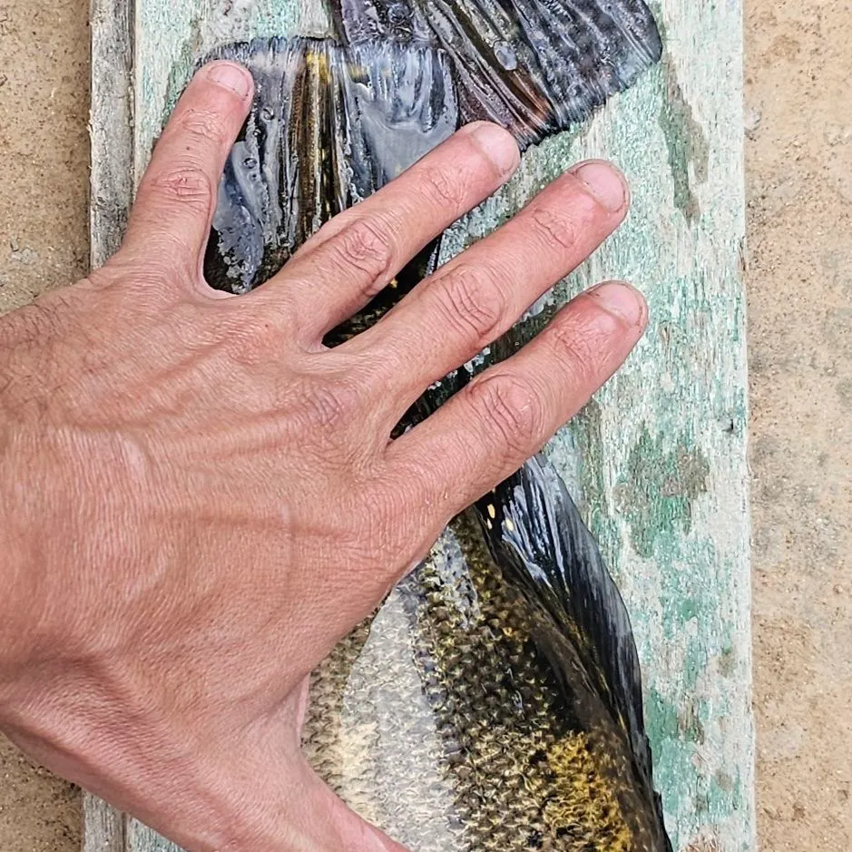 Butterfly peacock bass caught on Fishbrain