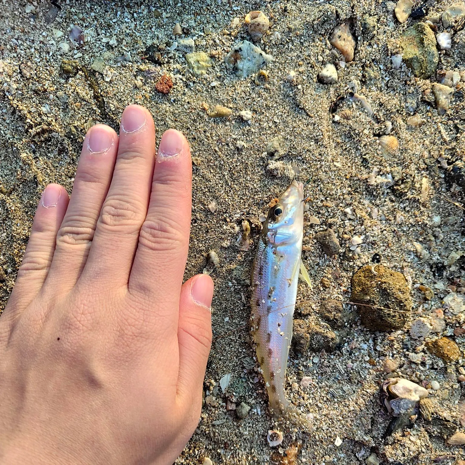 The most recent Trumpeter sillago catches on Fishbrain