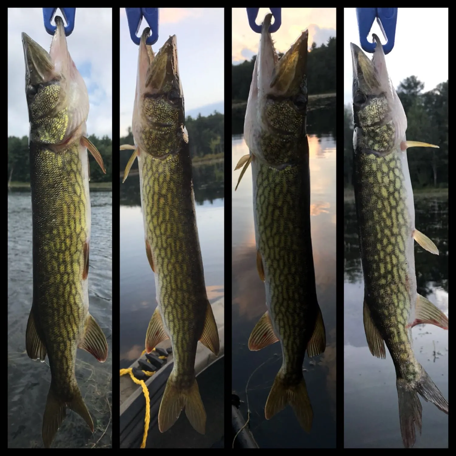 recently logged catches