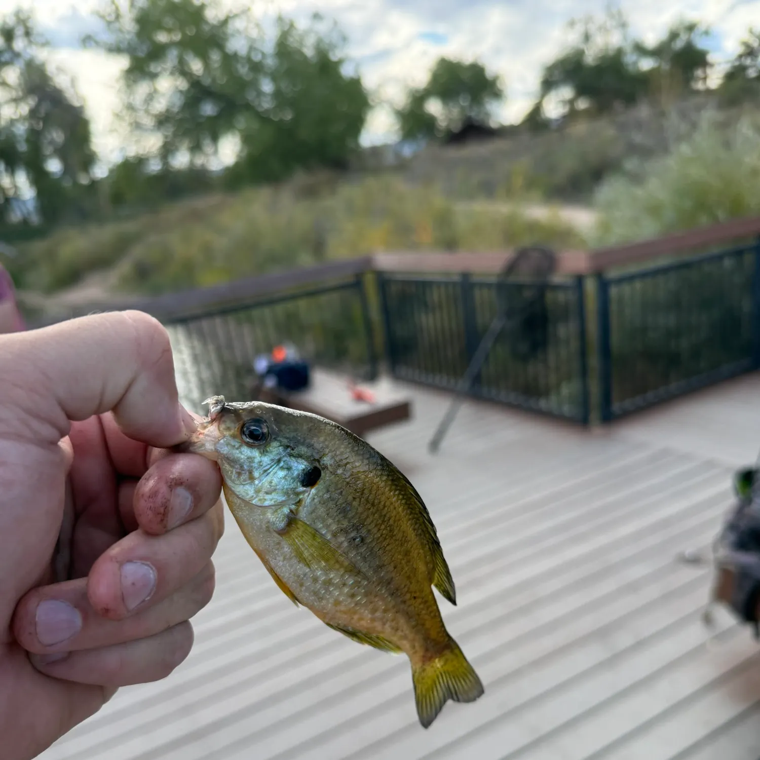Bluegill caught on Fishbrain