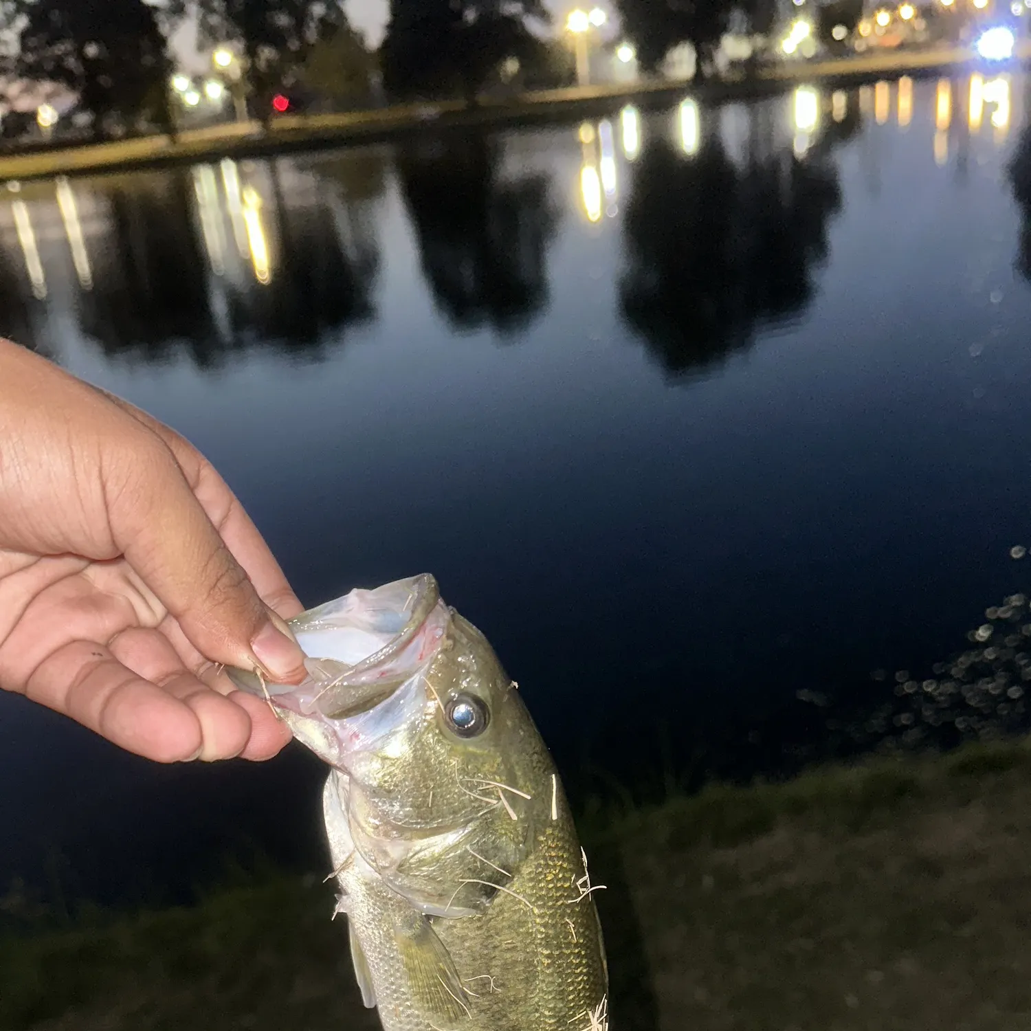Spotted bass caught on Fishbrain