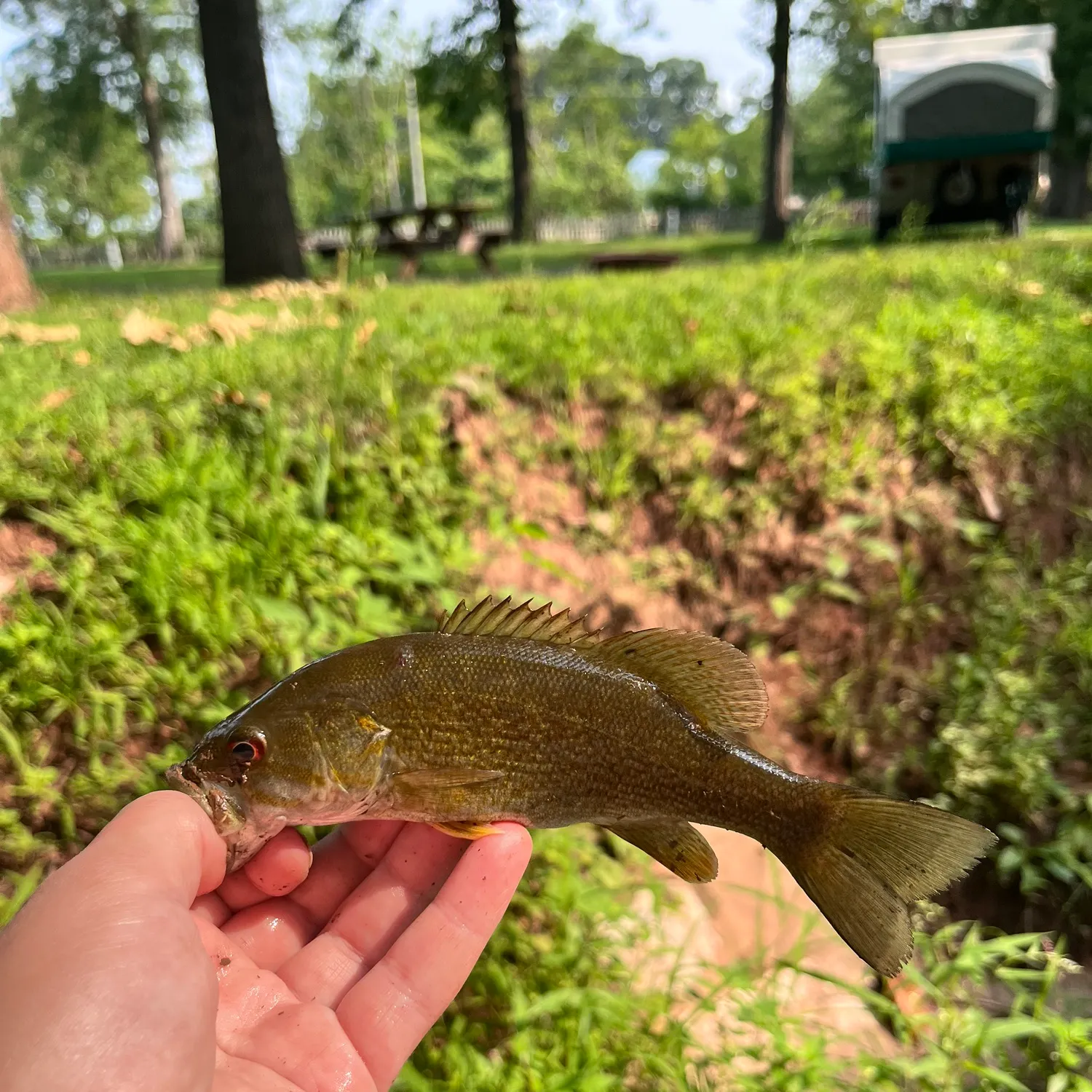 Smallmouth bass caught on Fishbrain