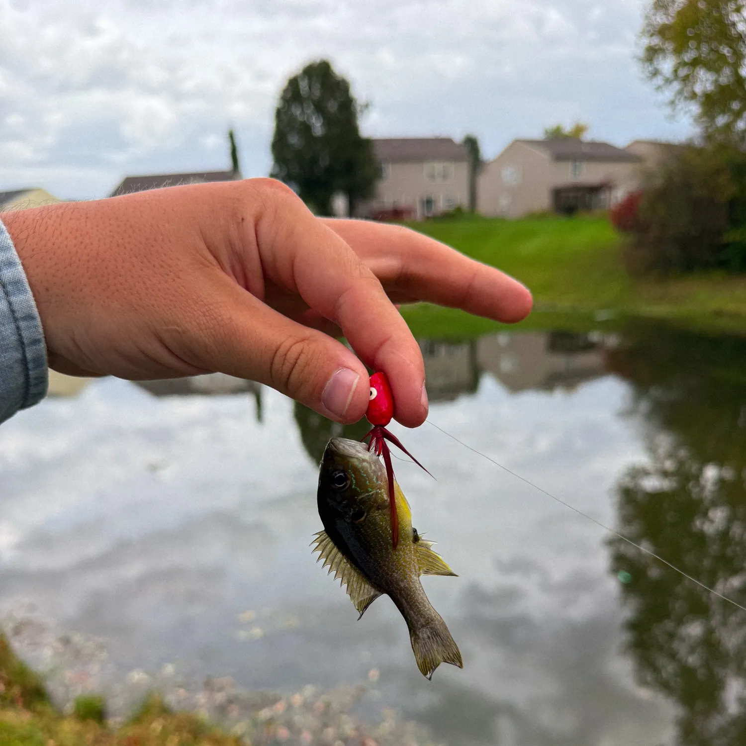 Green sunfish caught on Fishbrain