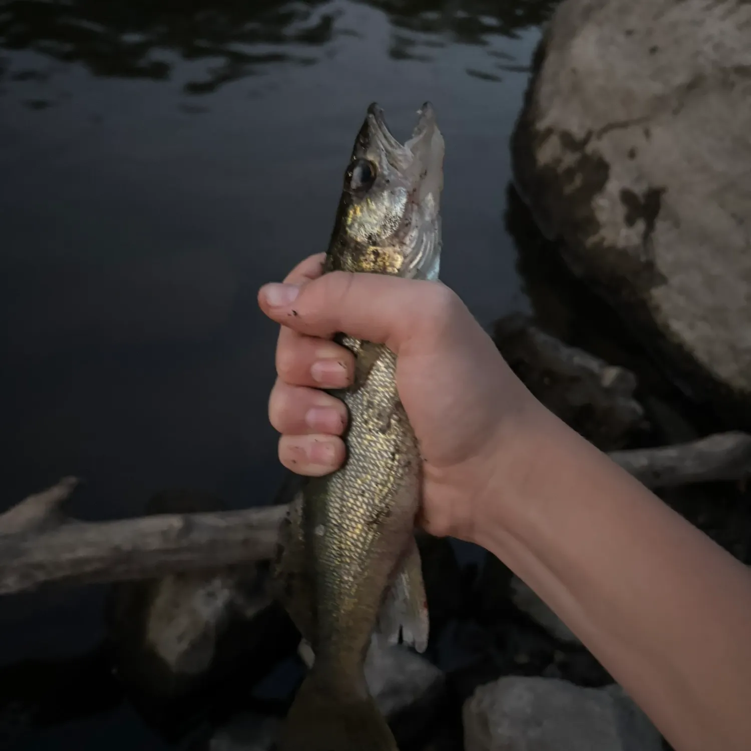 Walleye caught on Fishbrain