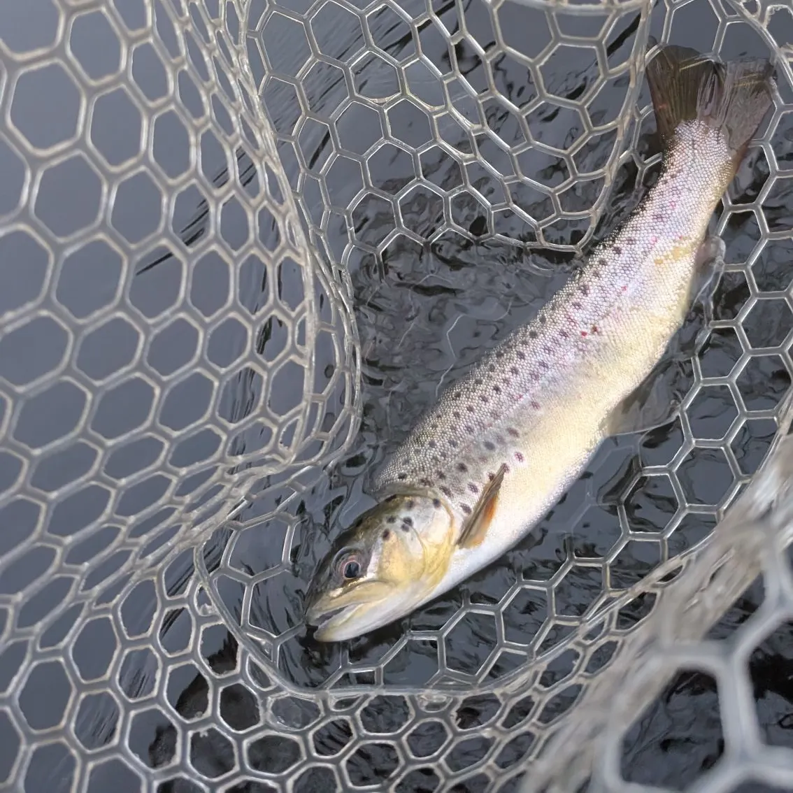 angler catch