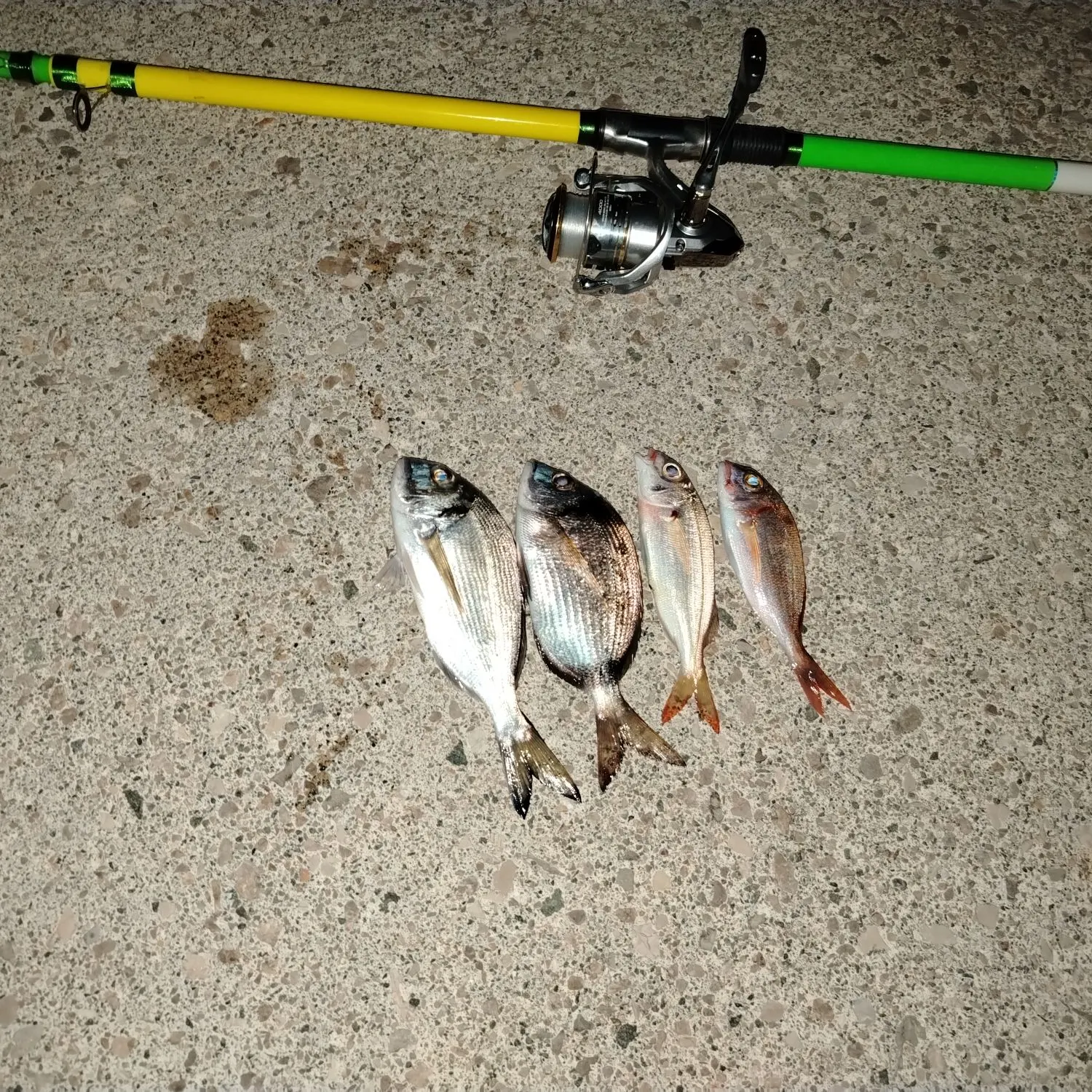 The most recent Gilthead seabream catches on Fishbrain