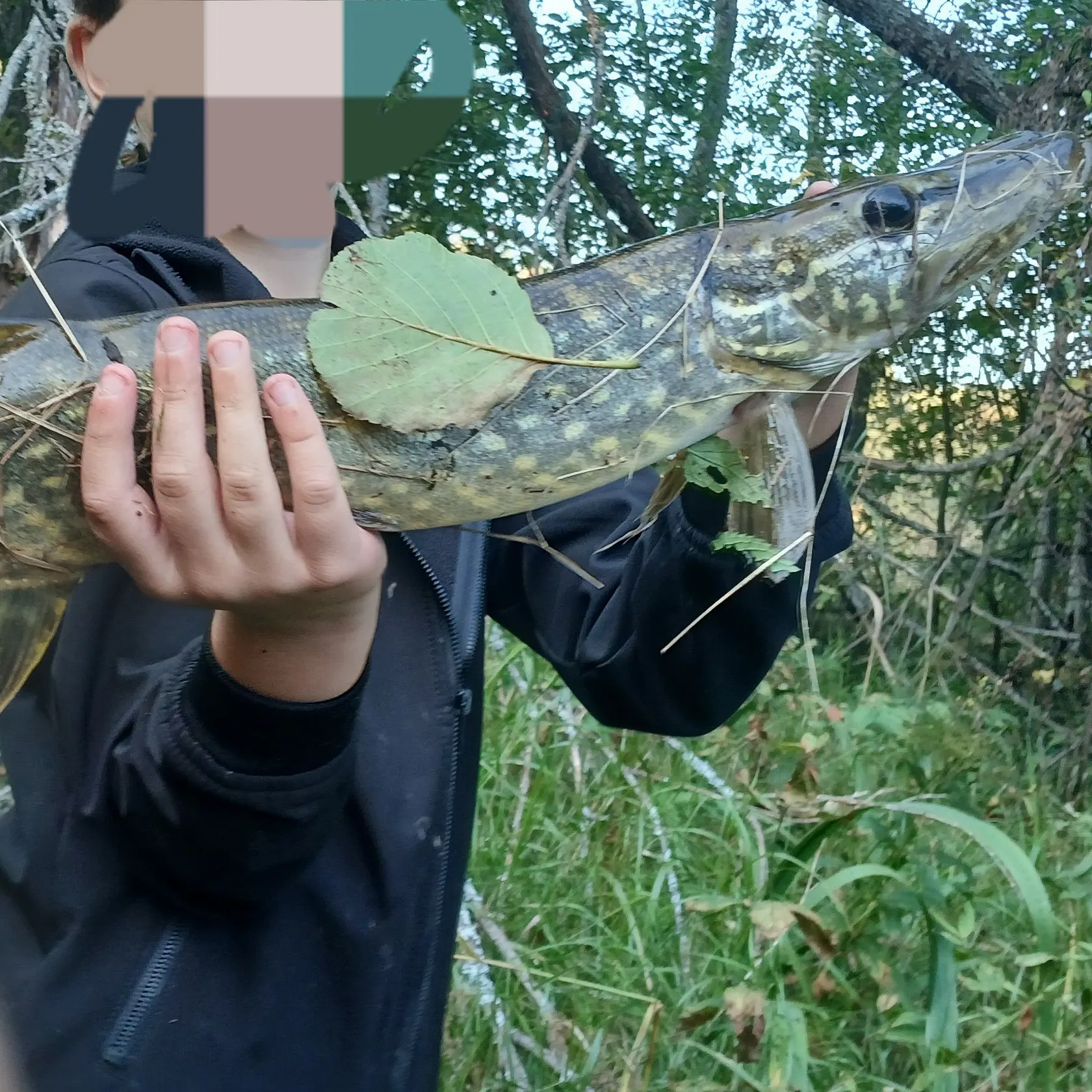 Northern pike caught on Fishbrain