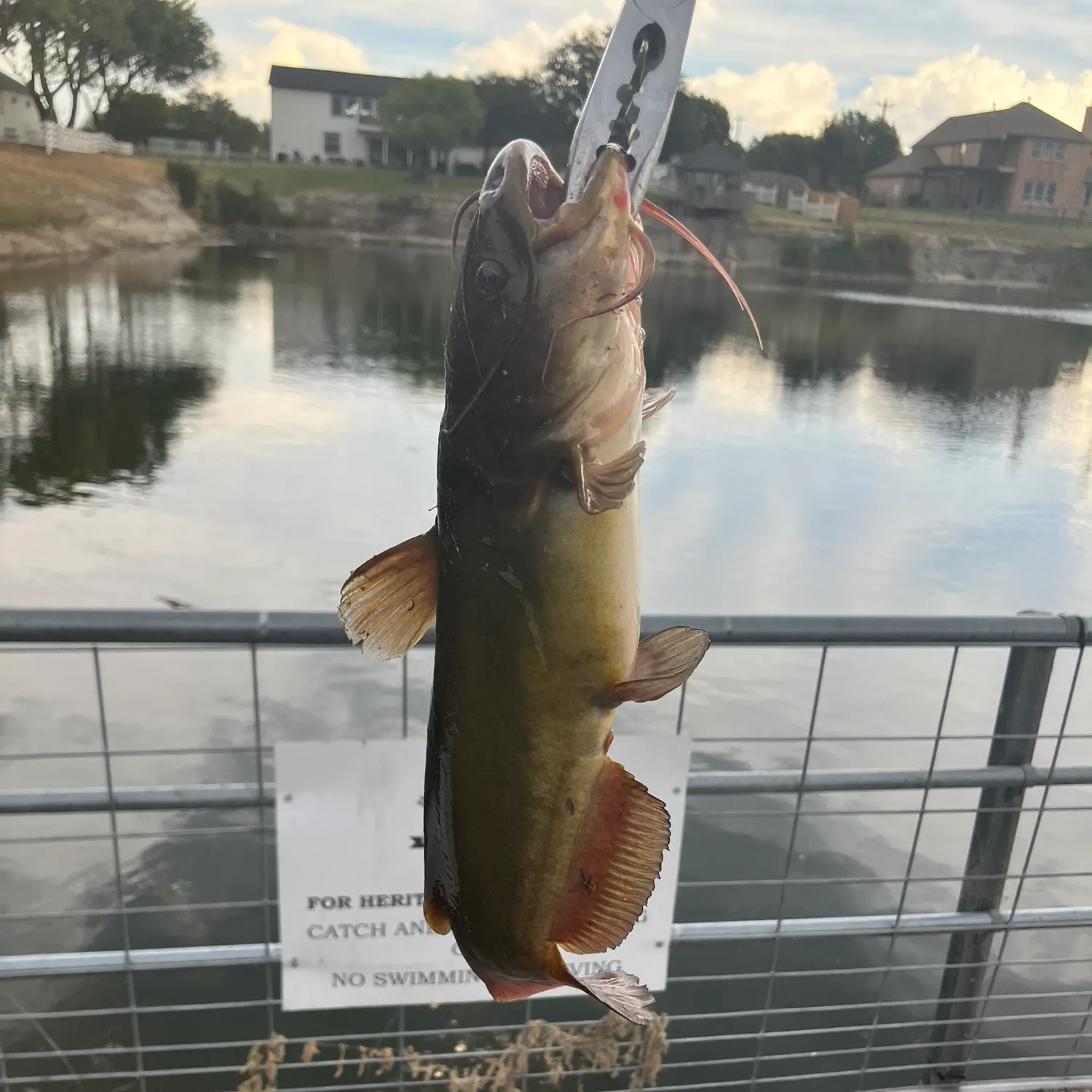 Yellow bullhead caught on Fishbrain