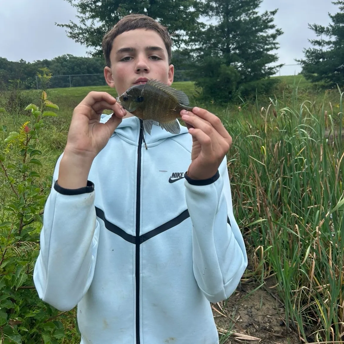 Bluegill caught on Fishbrain