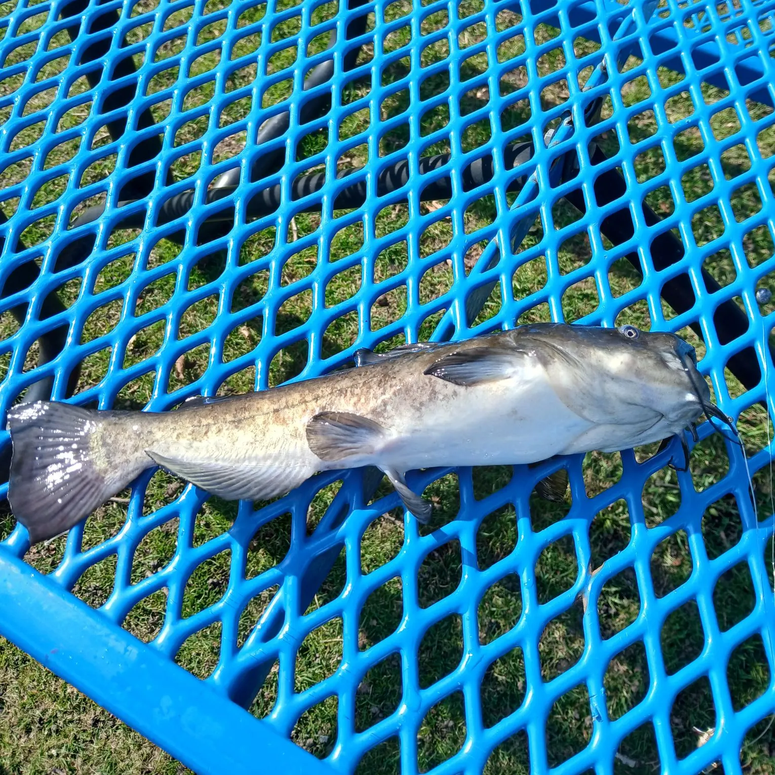 The most recent Black bullhead catches on Fishbrain