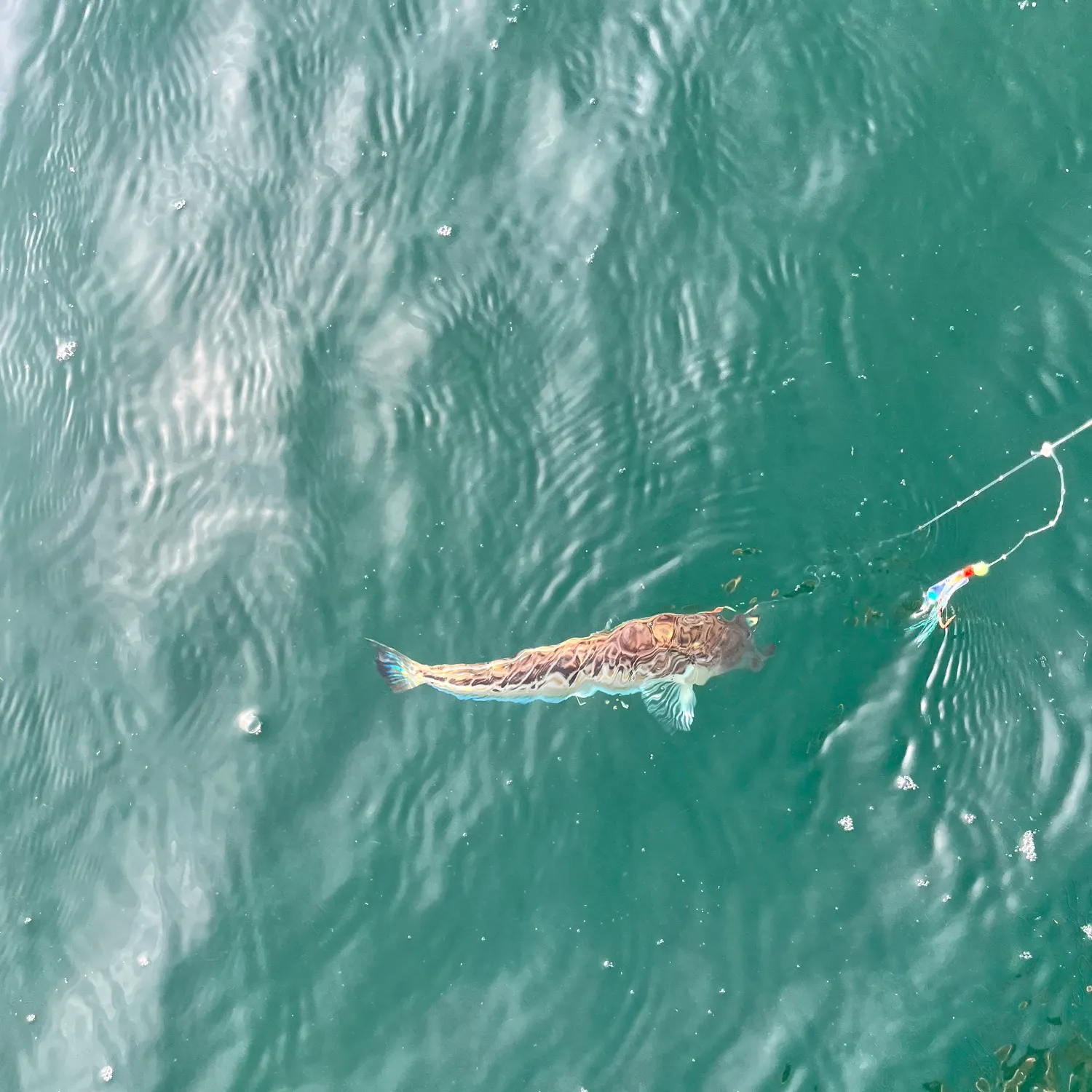 The most recent Greater weever catches on Fishbrain