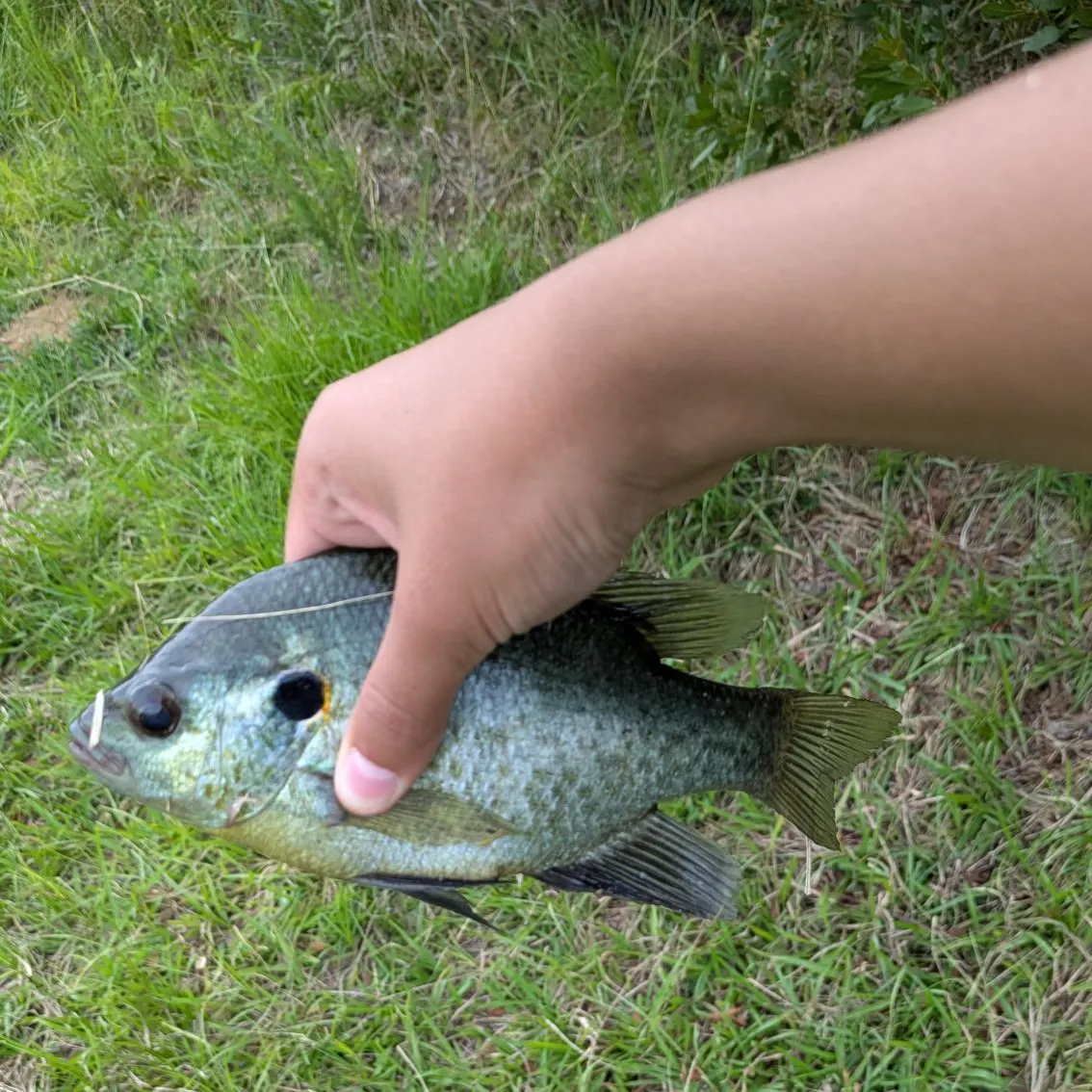 The most recent Redear x bluegill catches on Fishbrain