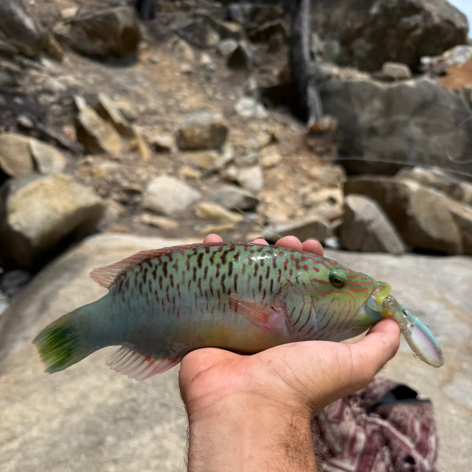 recently logged catches