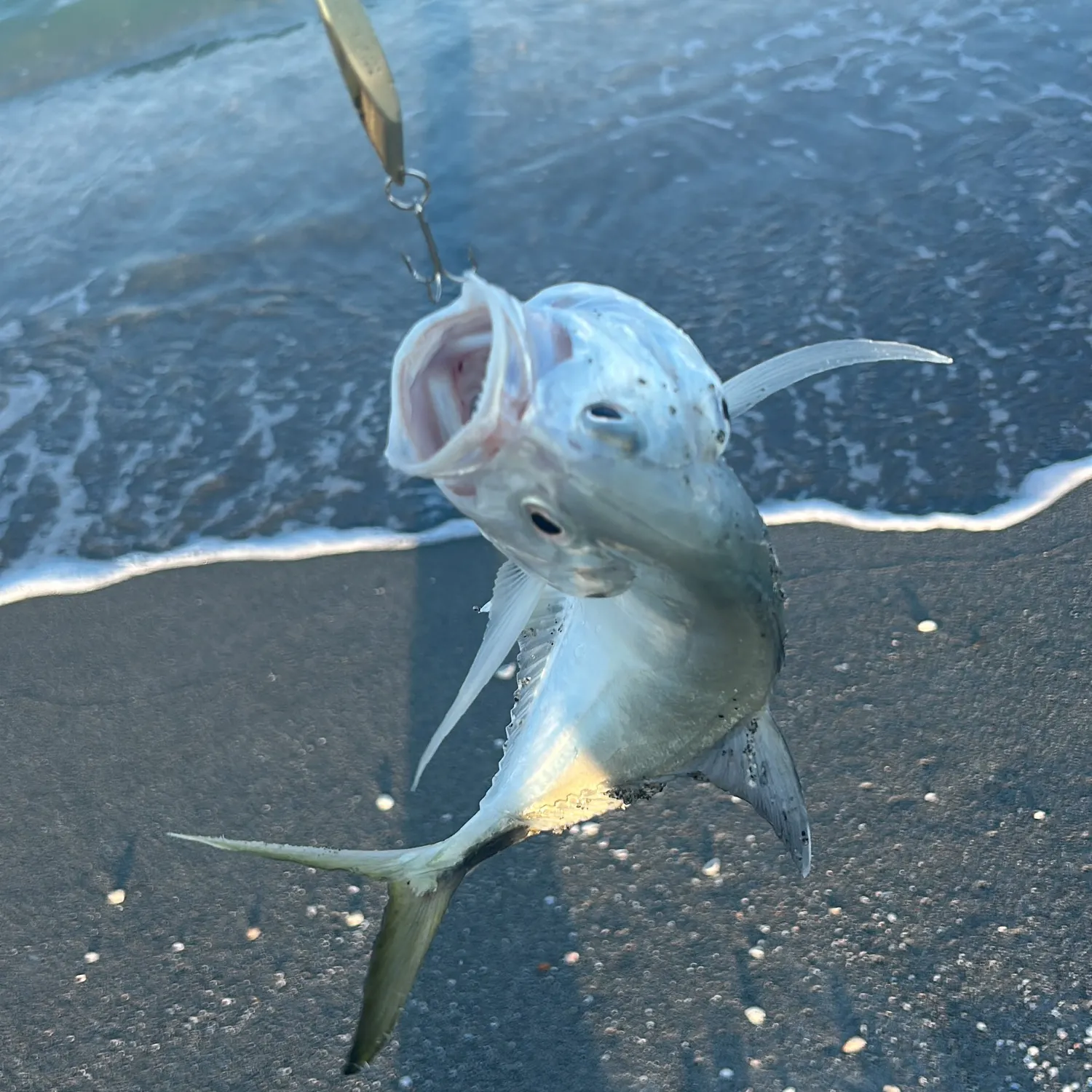 The most recent Crevalle jack catches on Fishbrain