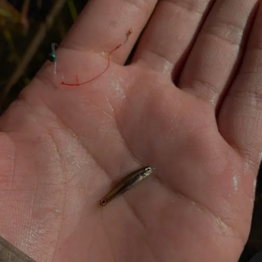 The most recent Great white shark catches on Fishbrain