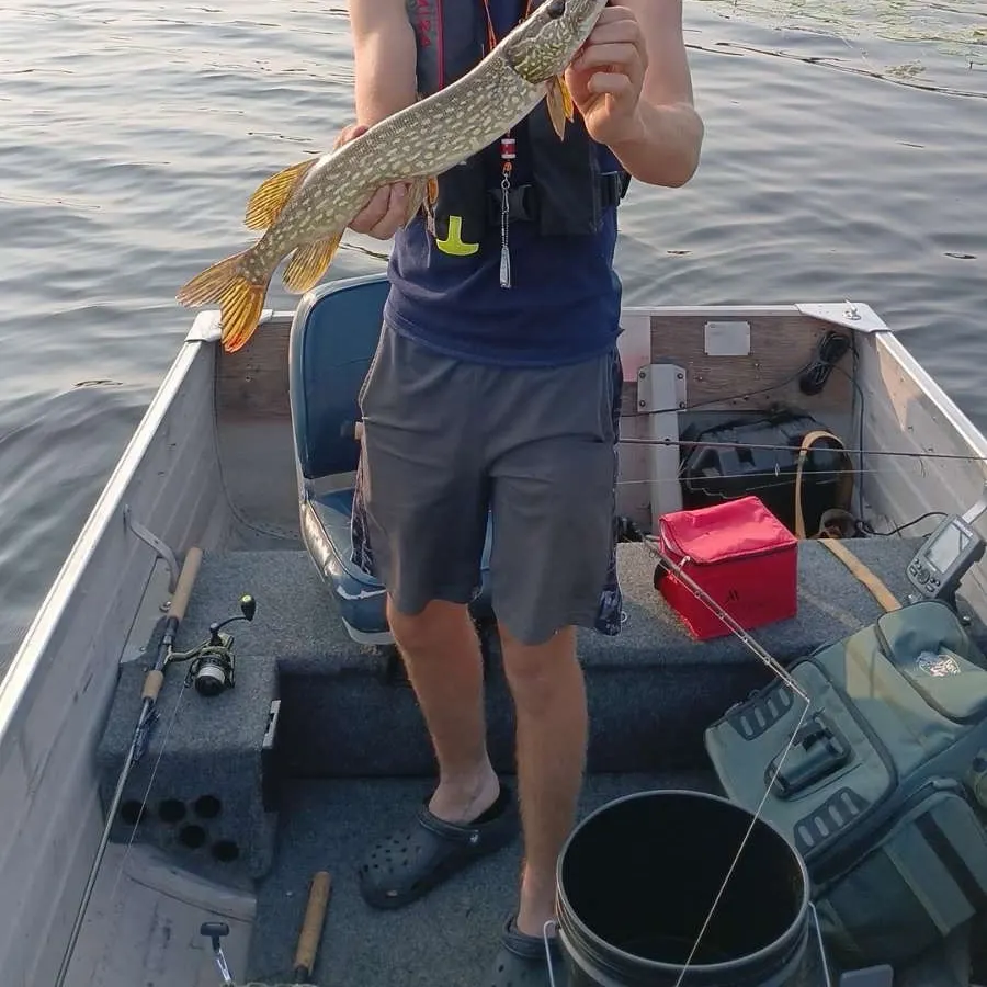 Northern pike caught on Fishbrain