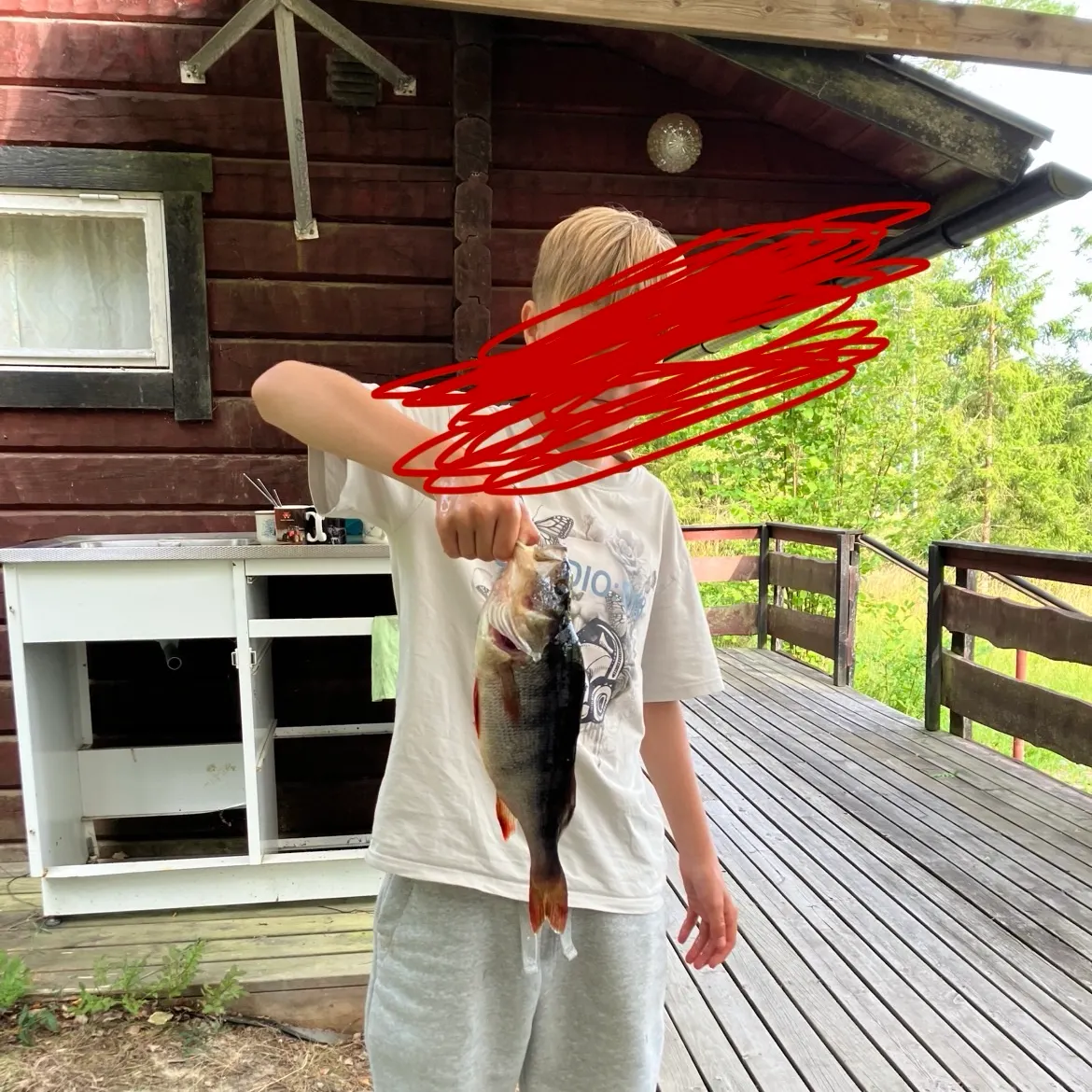 European perch caught on Fishbrain