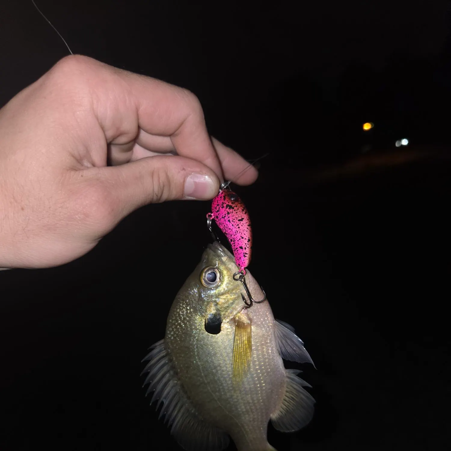 Bluegill caught on Fishbrain