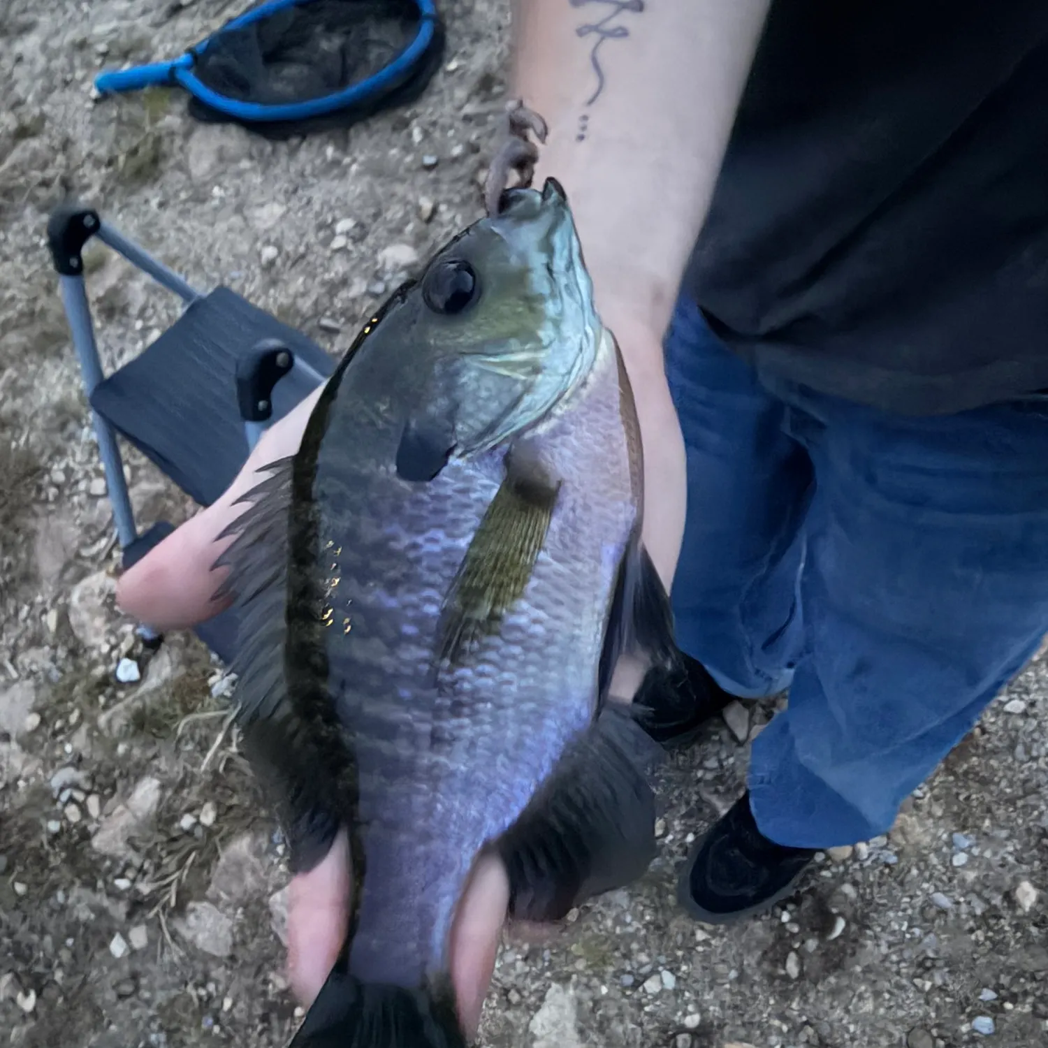 Bluegill caught on Fishbrain