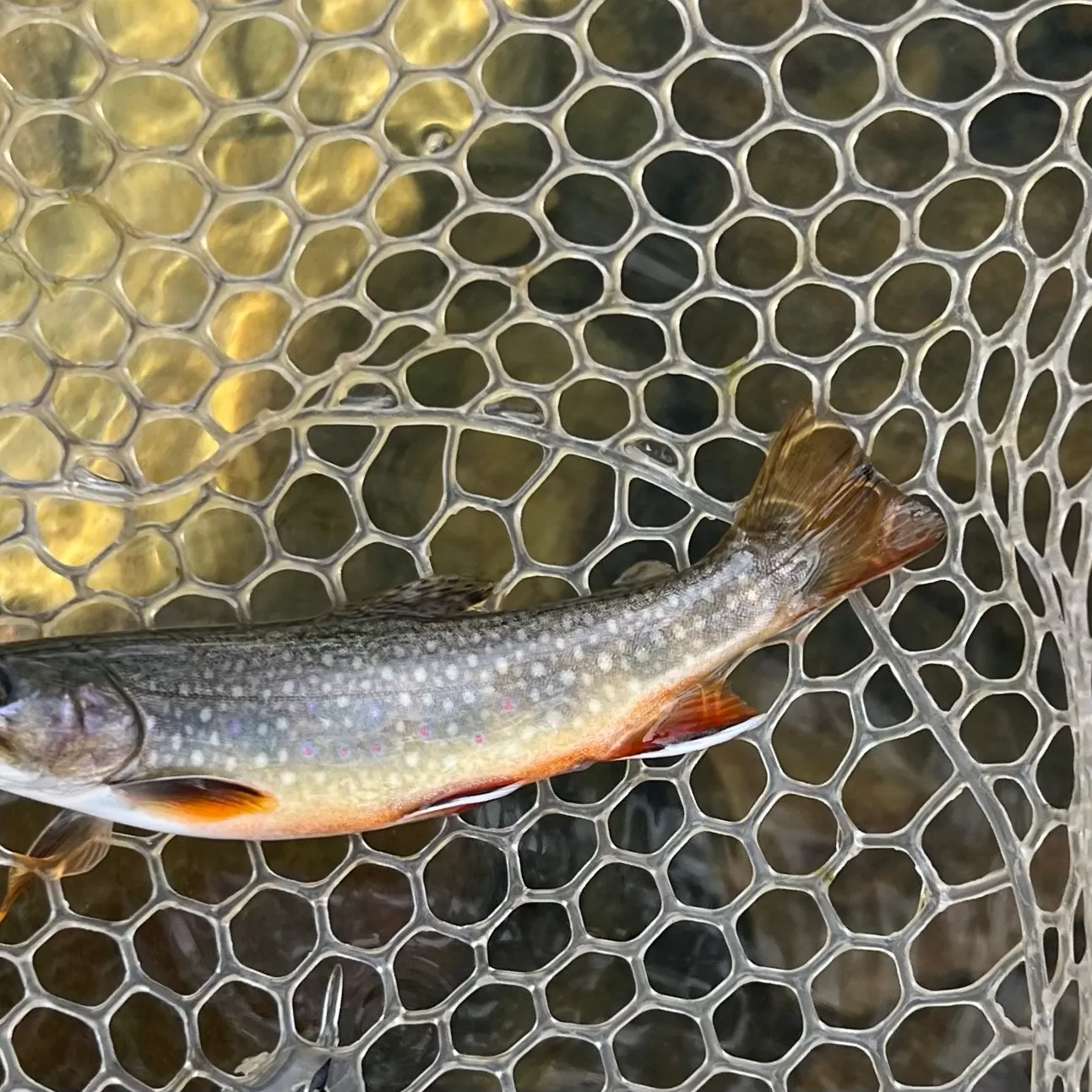Brook trout caught on Fishbrain