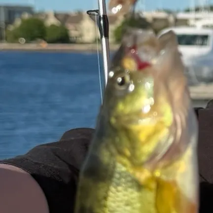 Yellow perch caught on Fishbrain