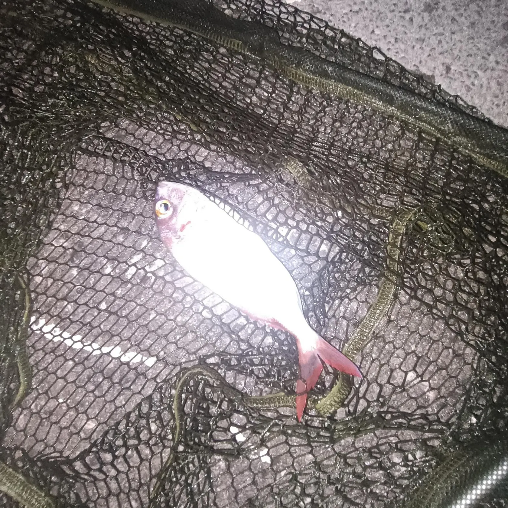 Large-eye dentex caught on Fishbrain