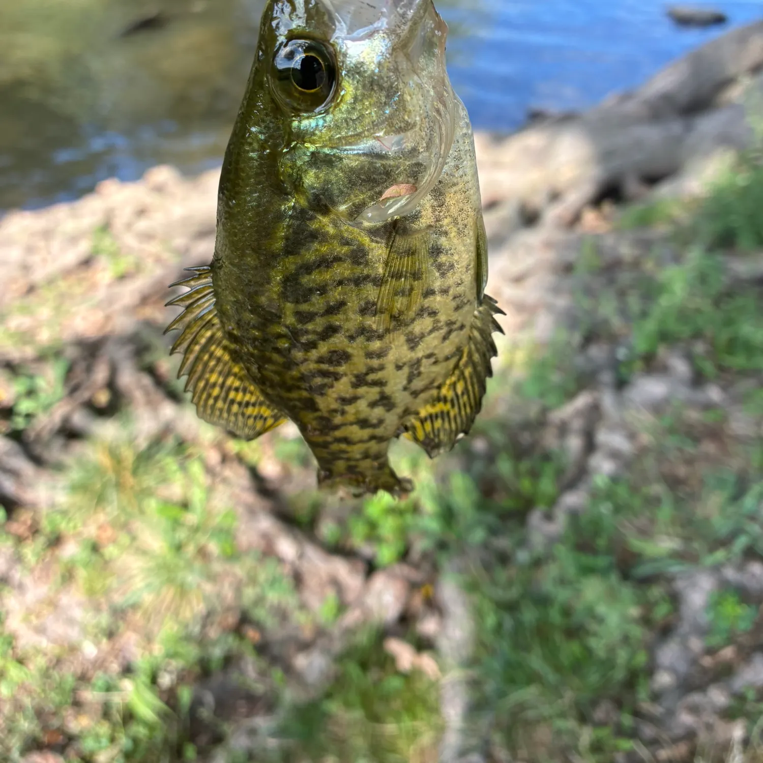 Black crappie caught on Fishbrain