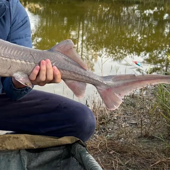 Lake sturgeon caught on Fishbrain