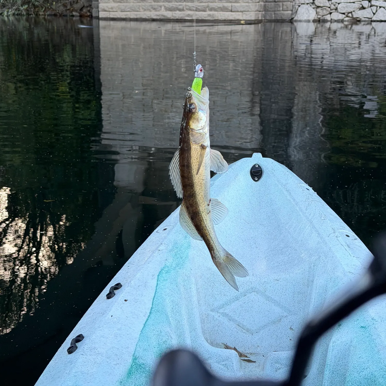 Zander caught on Fishbrain