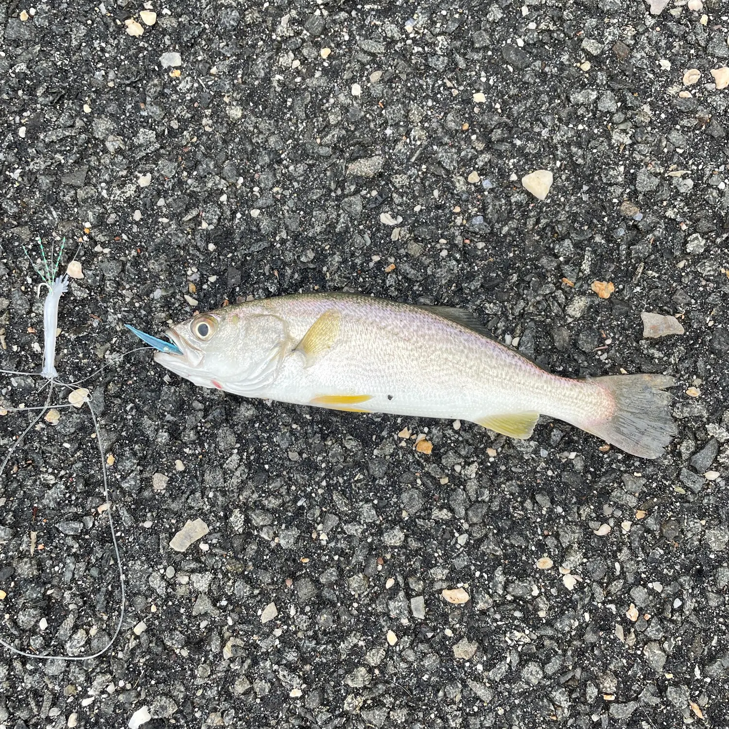 Gray weakfish caught on Fishbrain