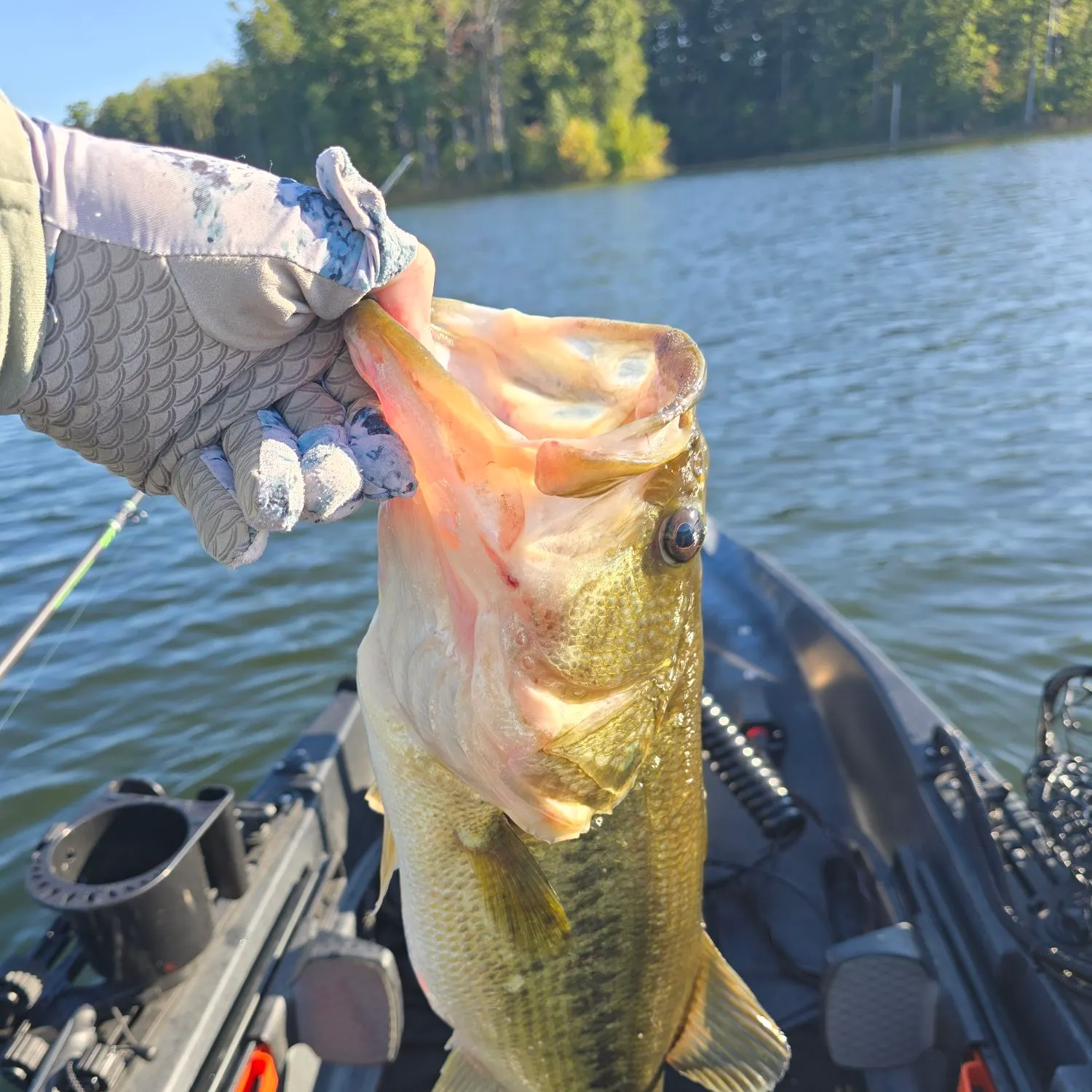 Largemouth bass caught on Fishbrain