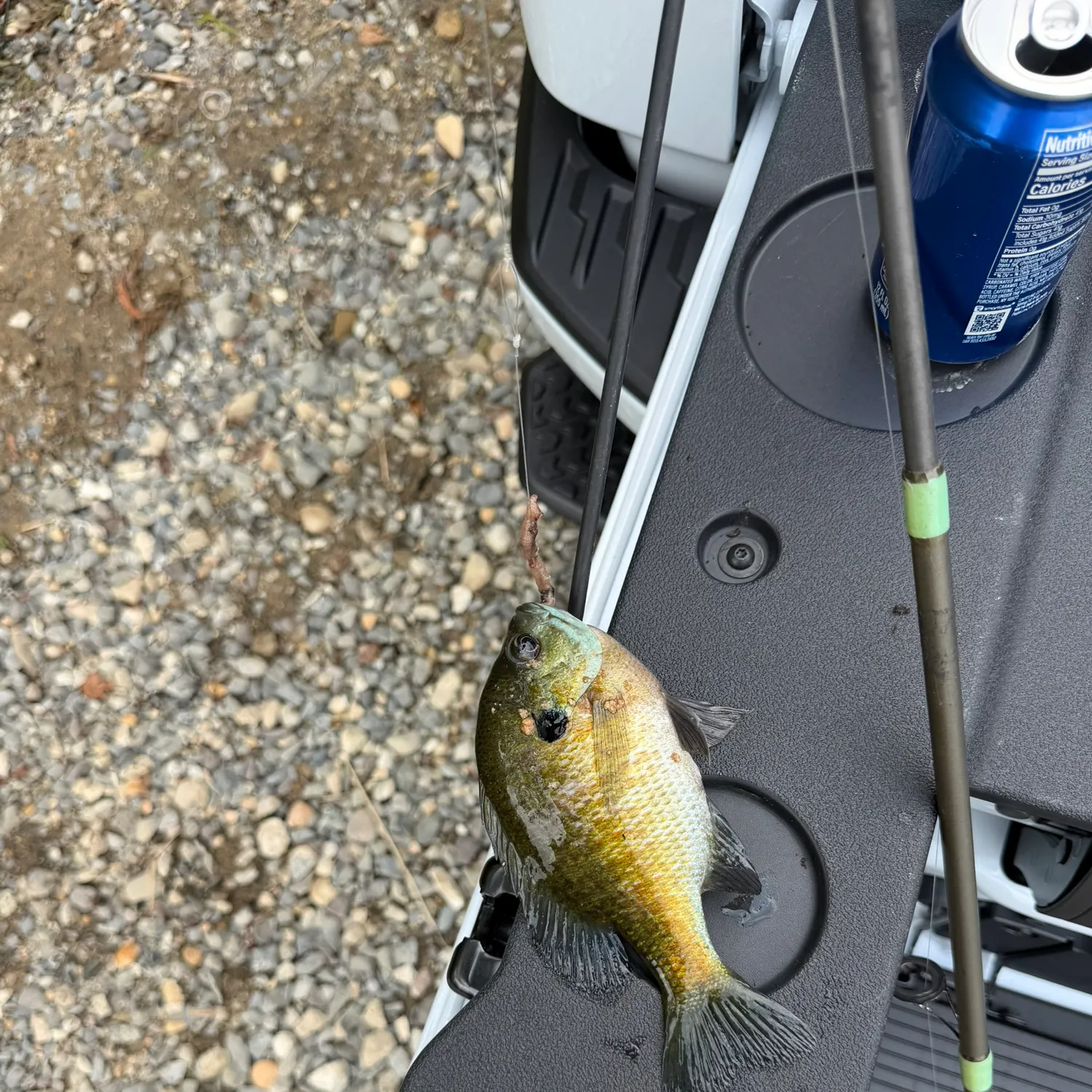 Bluegill caught on Fishbrain