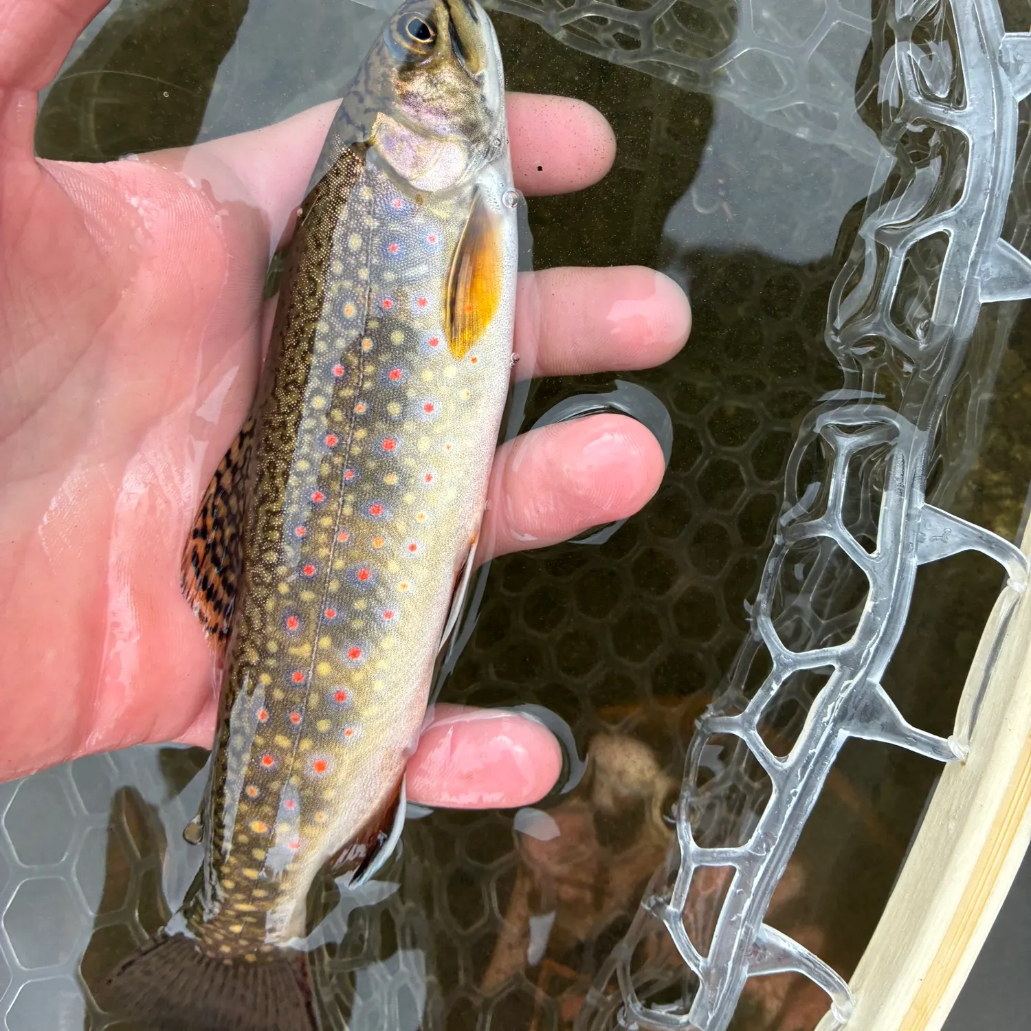 Brook trout caught on Fishbrain