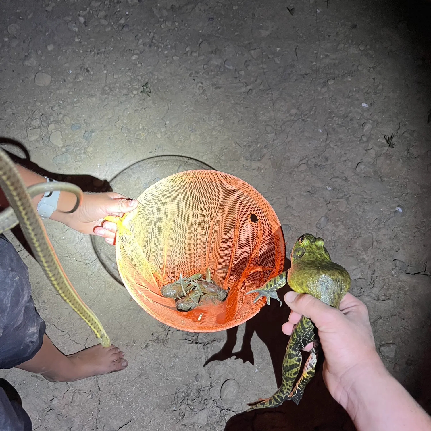 Fish caught on Fishbrain