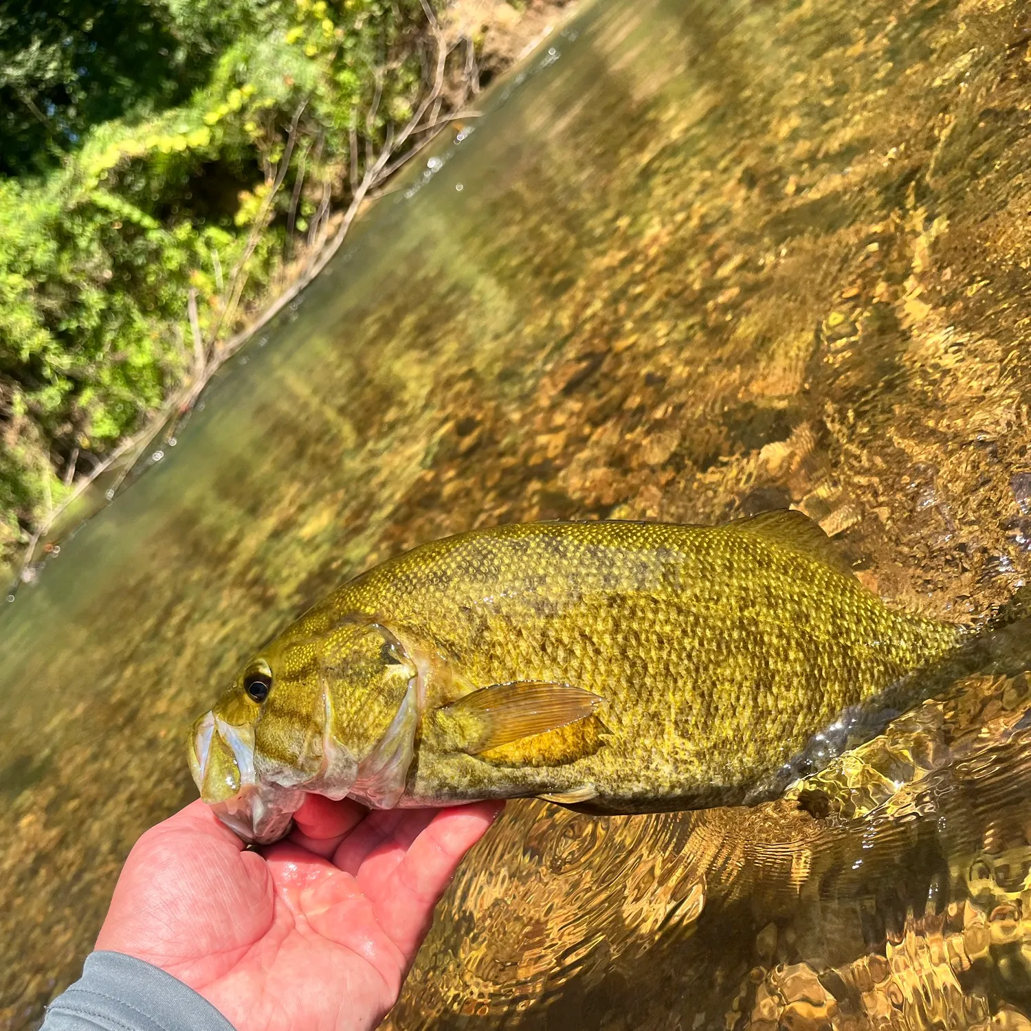 Smallmouth bass caught on Fishbrain