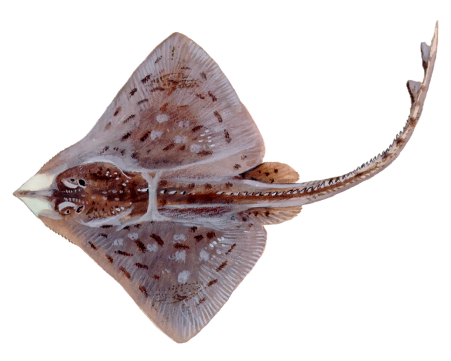 Clearnose skate