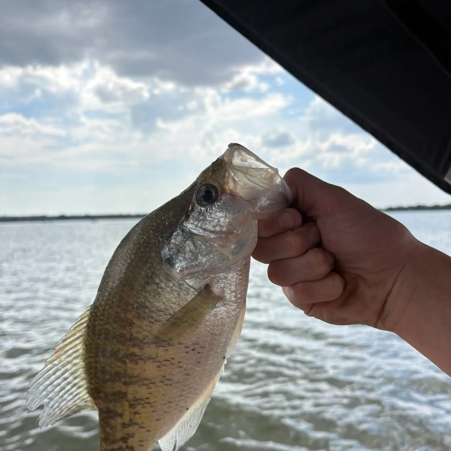 White crappie caught on Fishbrain