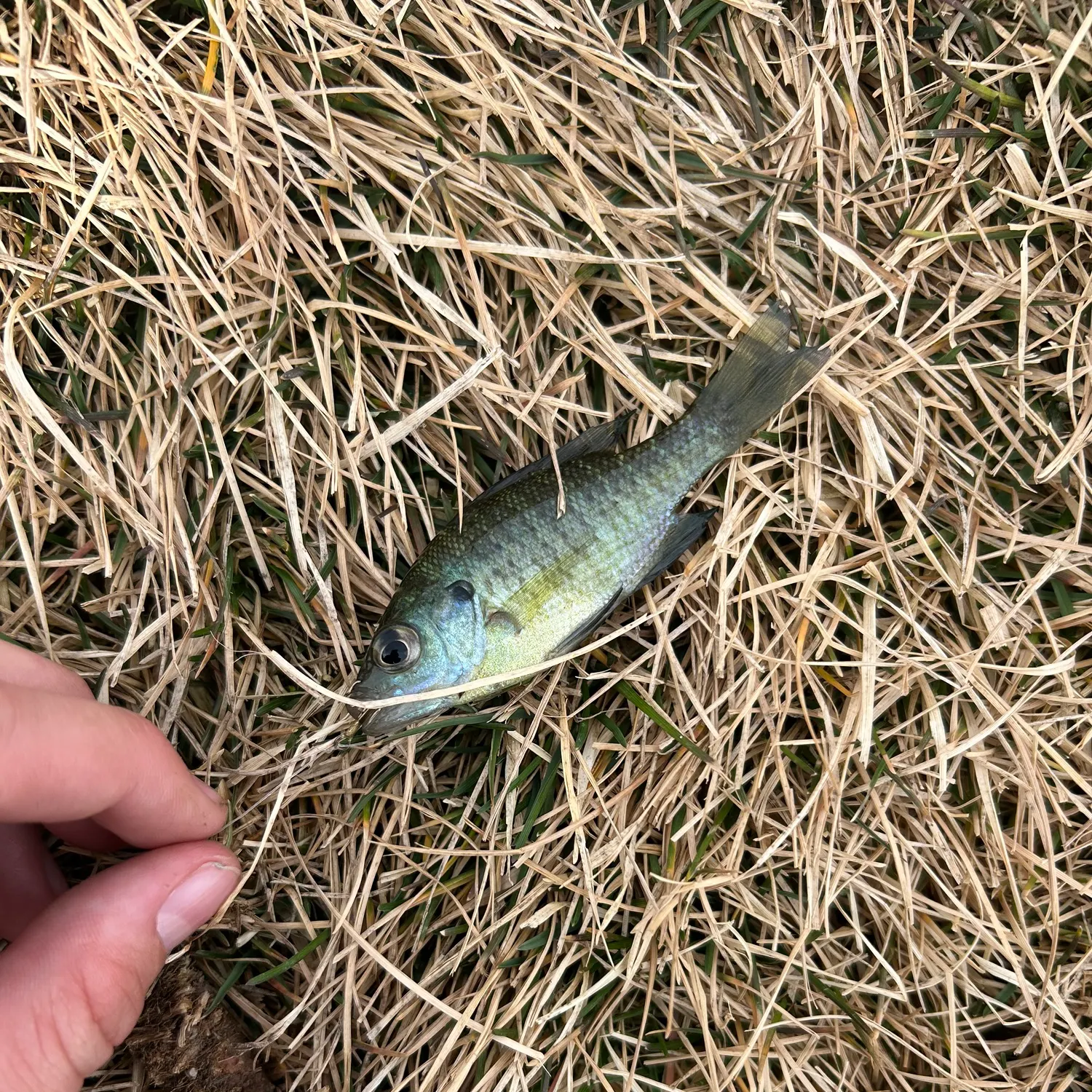 The most recent Great white shark catches on Fishbrain