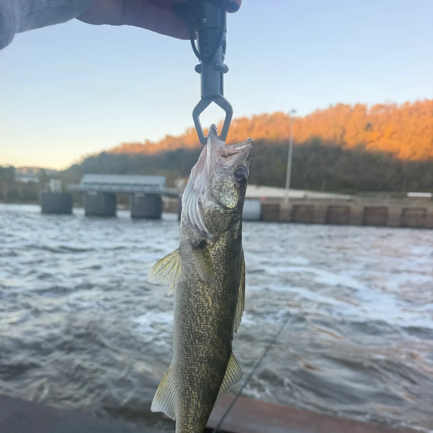 Walleye caught on Fishbrain