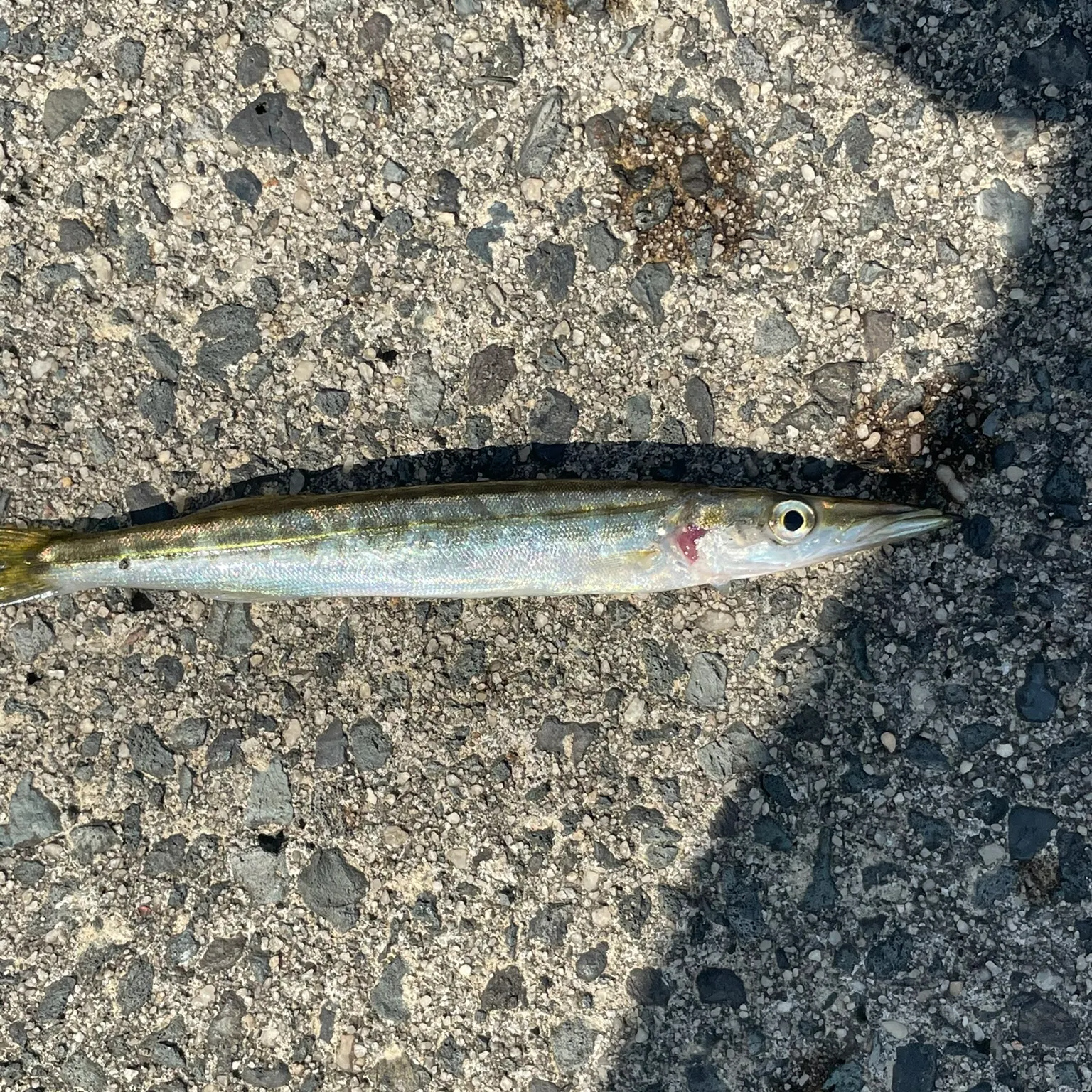 The most recent Pacific barracuda catches on Fishbrain