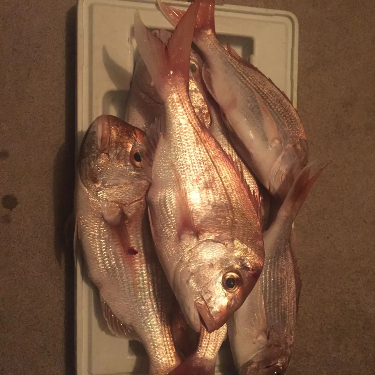 recently logged catches