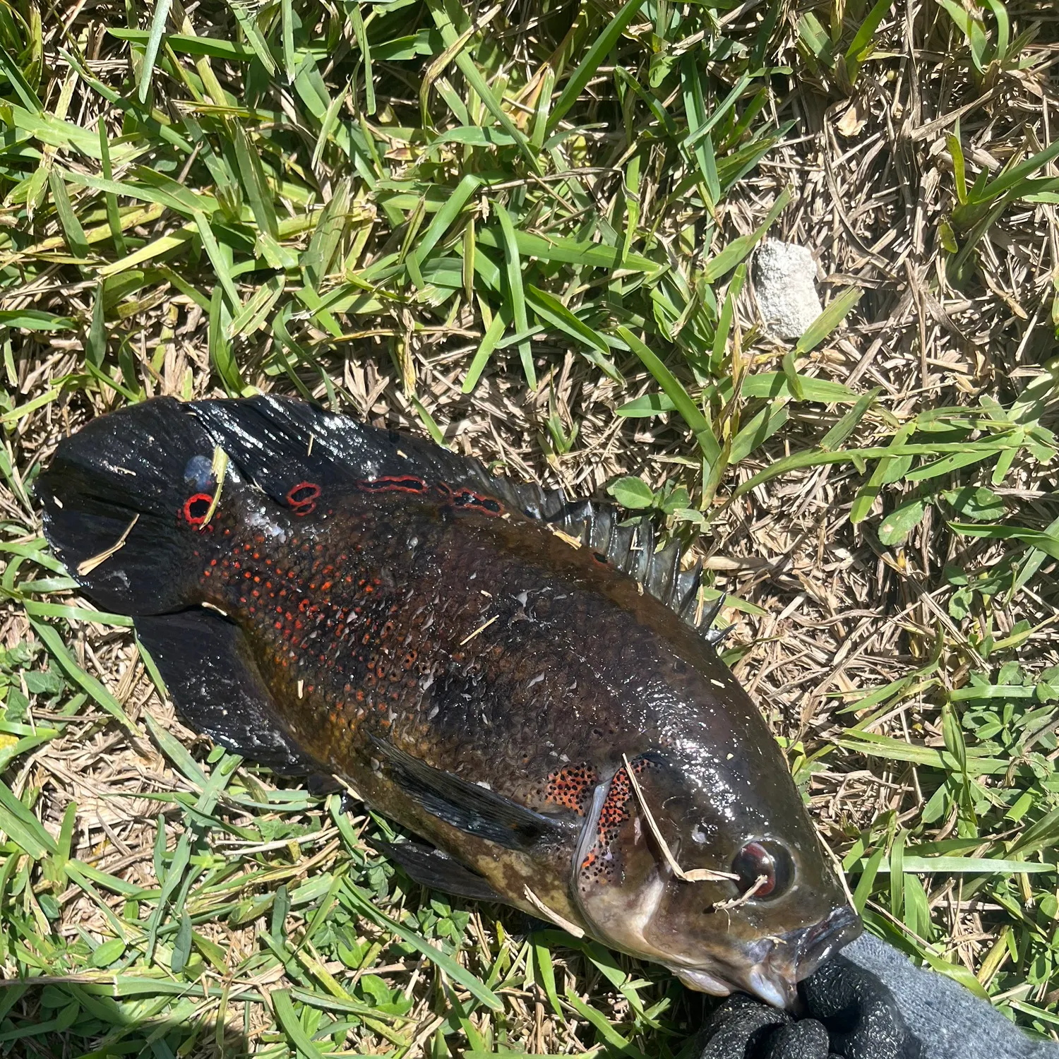 The most recent Oscar catches on Fishbrain