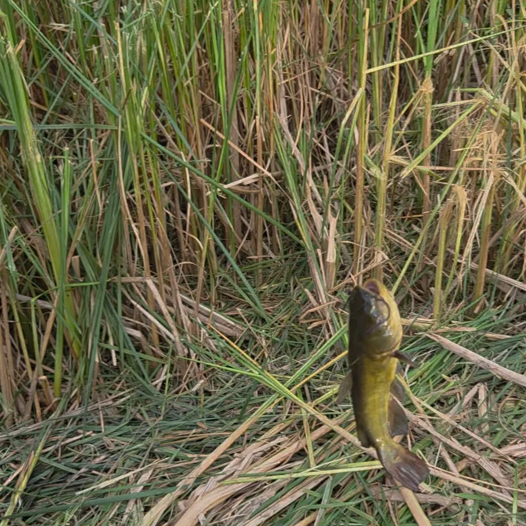 Black bullhead caught on Fishbrain