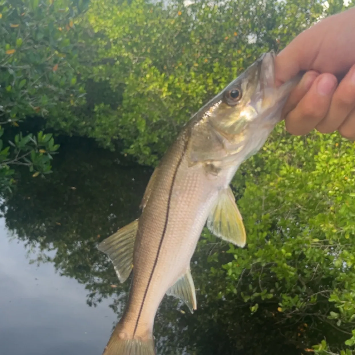The most recent Common snook catches on Fishbrain