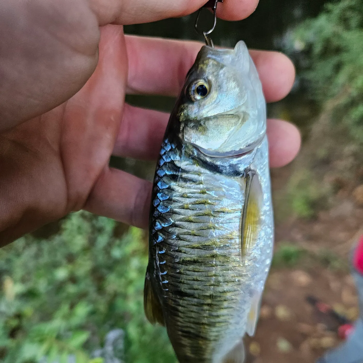Striped shiner caught on Fishbrain