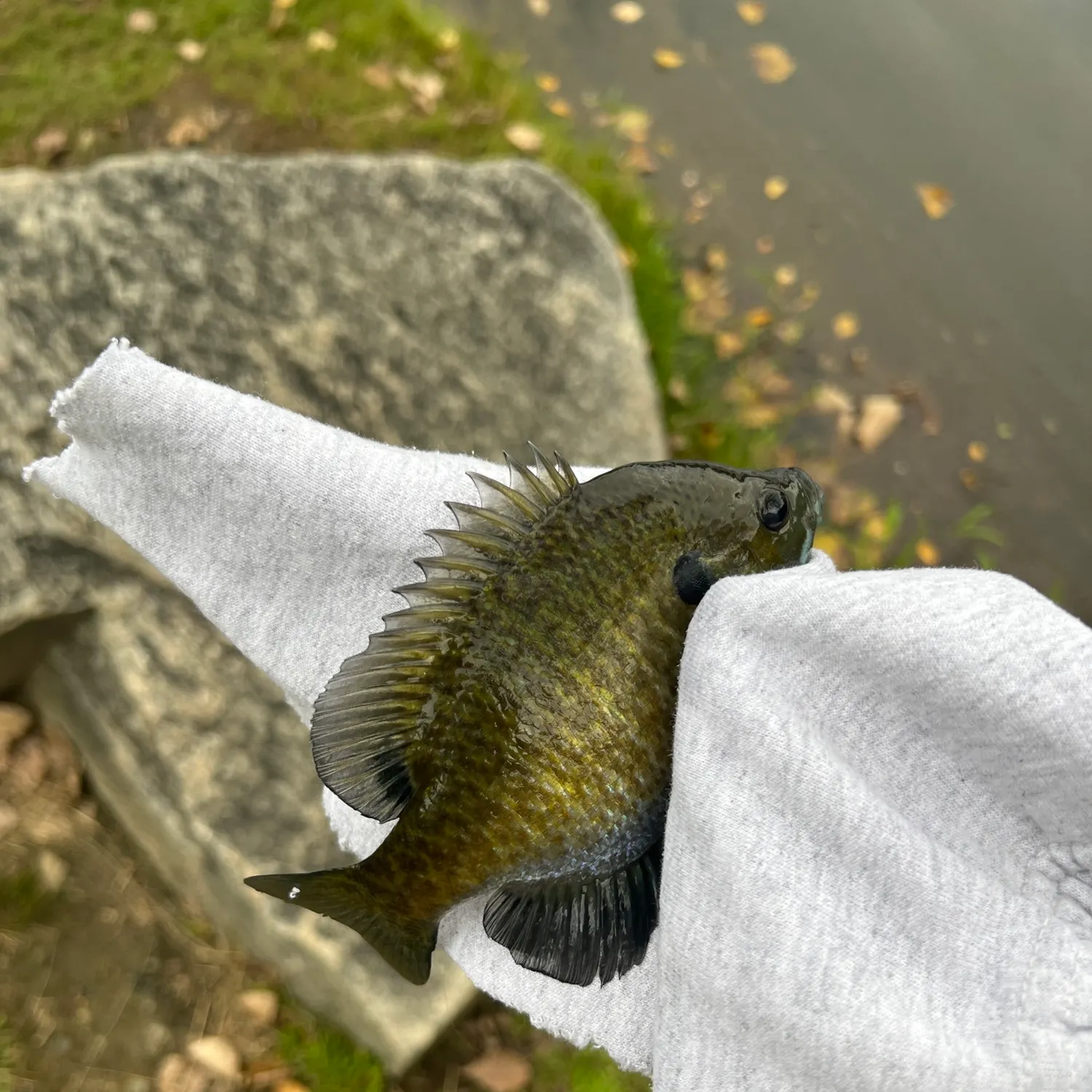 Bluegill caught on Fishbrain