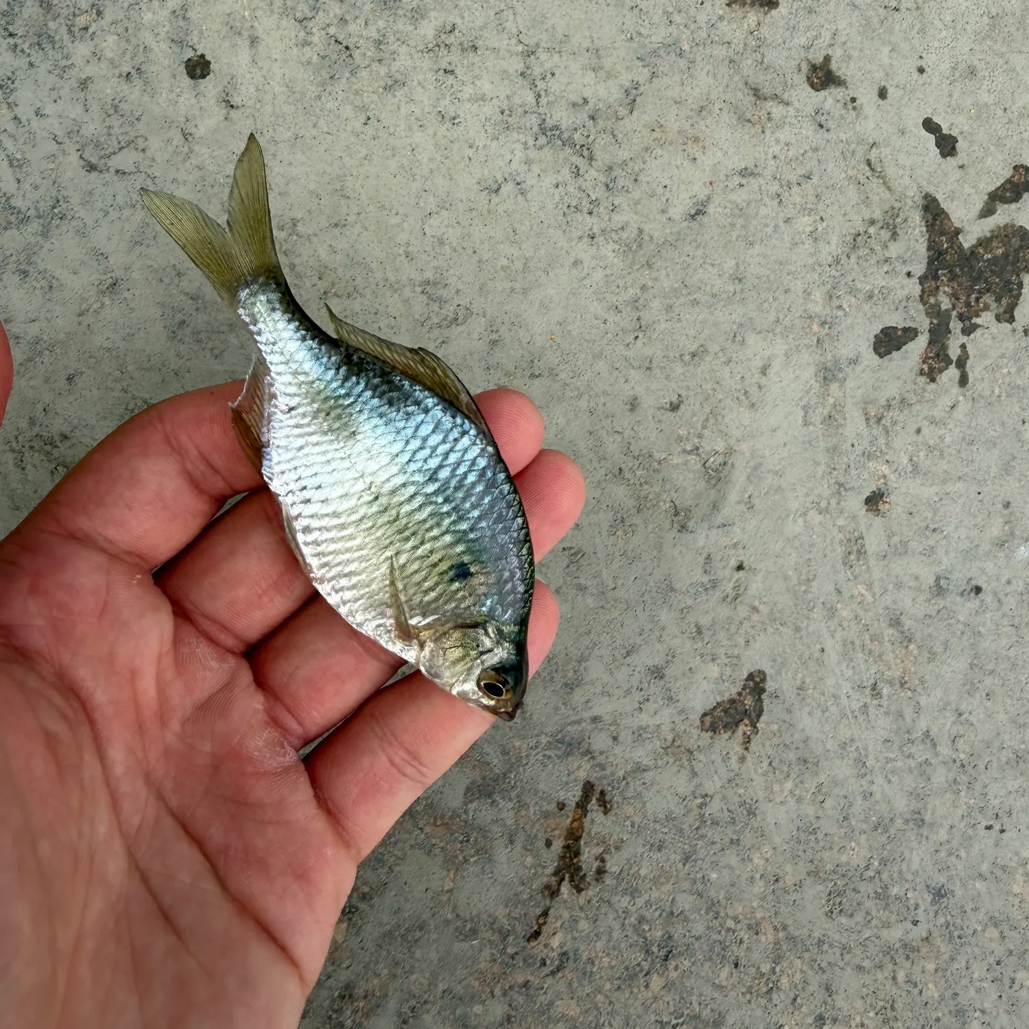 The most recent Giant Chinese bitterling catches on Fishbrain