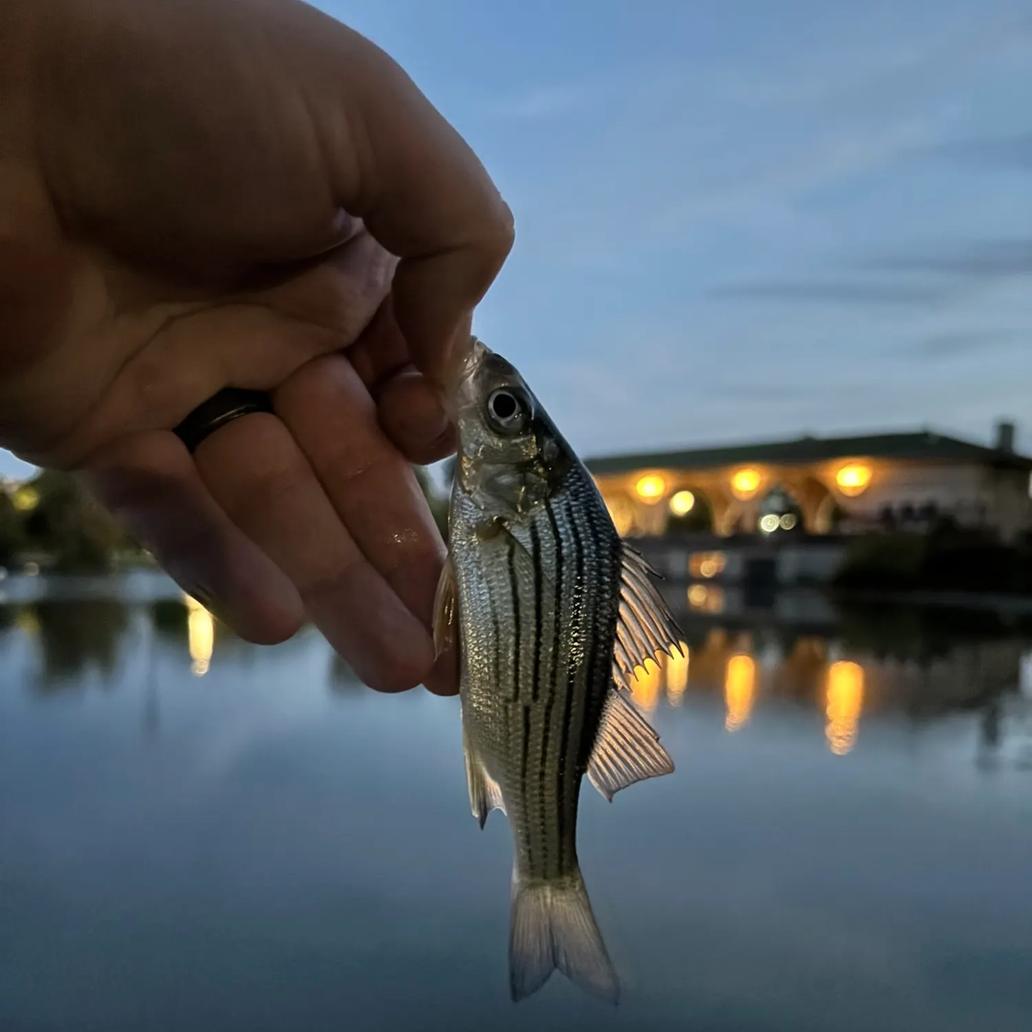 Yellow bass caught on Fishbrain