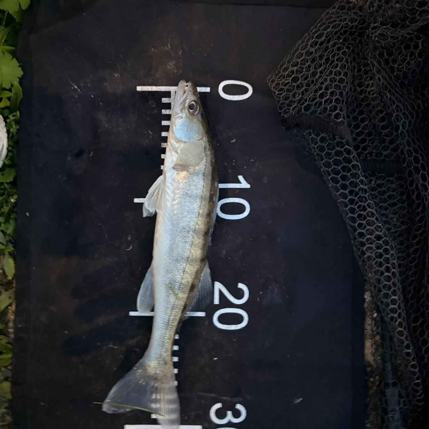Zander caught on Fishbrain