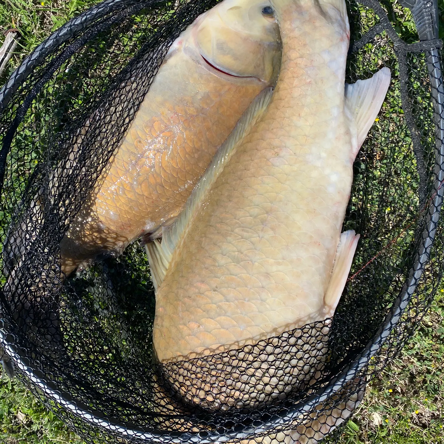 The most recent Smallmouth x black buffalo catches on Fishbrain
